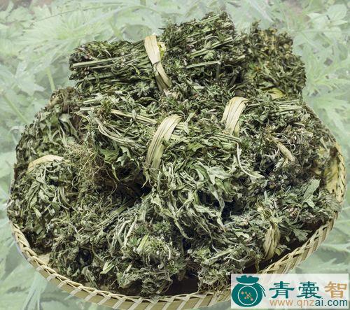 酸母草的性状性味归经以及功效用法和注意事项-青囊智