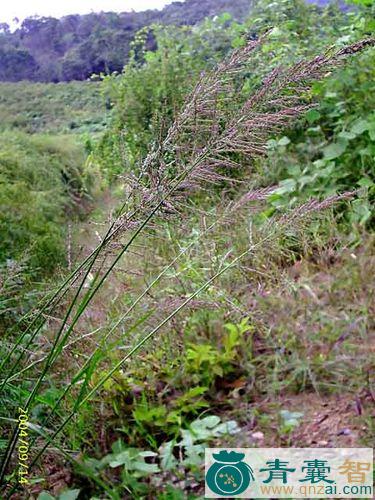 野毛植的性状性味归经以及功效用法-青囊智