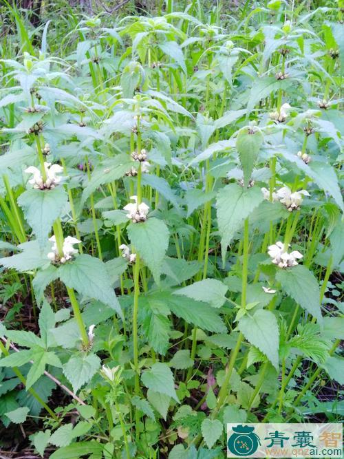 野芝麻棵的性味归经以及功效用法和注意事项-青囊智