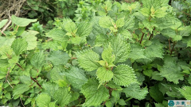 野苎麻的性状性味归经以及功效用法-青囊智