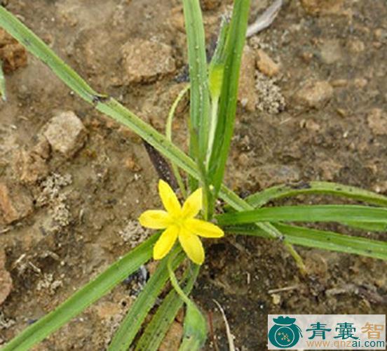 野鸡花的性味归经以及功效用法-青囊智