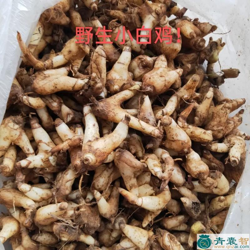 铁线路鸡的性味归经以及功效用法-青囊智