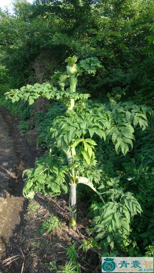 长生草的性状性味归经以及功效用法和注意事项-青囊智