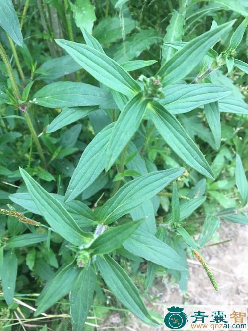 长节耳草的性味归经以及功效用法-青囊智