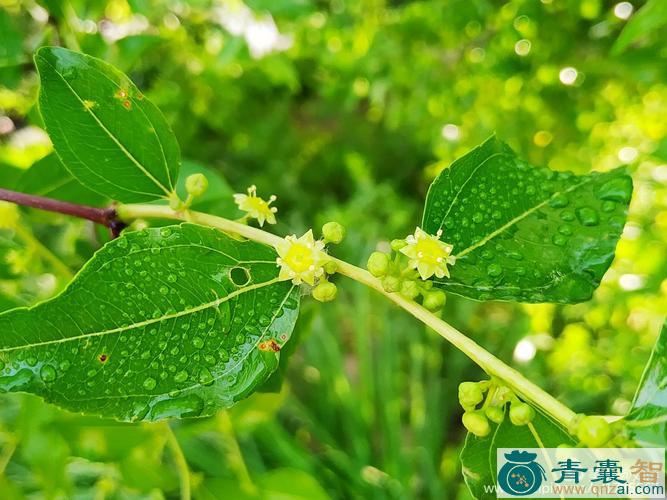 雨过天晴的性味归经以及功效用法-青囊智