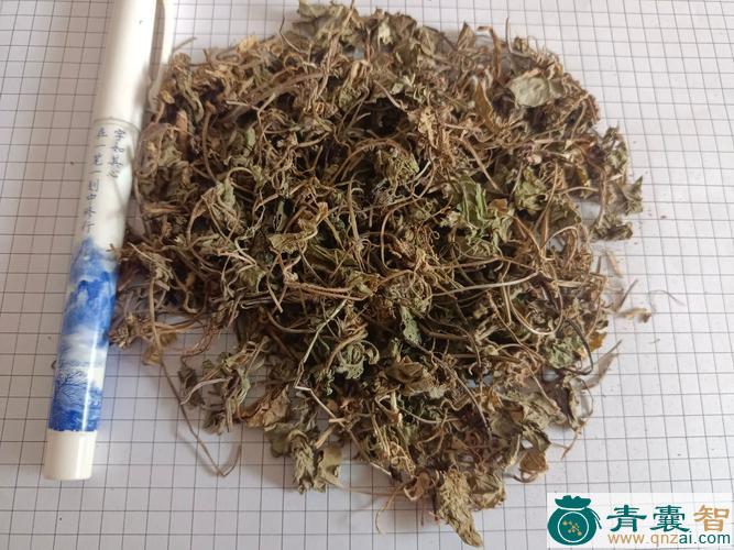 雪汀菜的性味归经以及功效用法和注意事项-青囊智