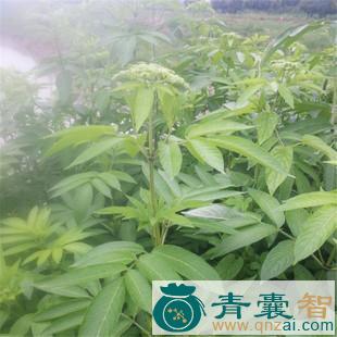 顺捋草的性状性味归经以及功效用法和注意事项-青囊智