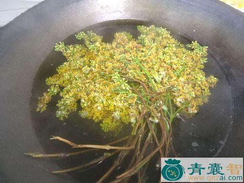 饱饭花的性味归经以及功效用法-青囊智