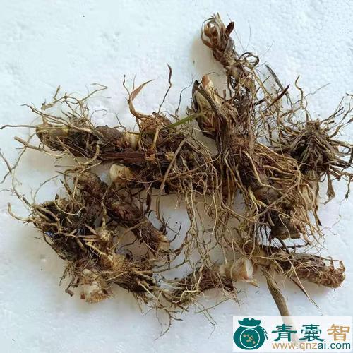 香茅筋骨草的性状性味归经以及功效用法-青囊智