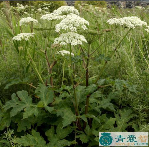 马芹的性状性味归经以及功效用法和注意事项-青囊智