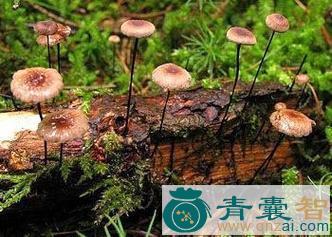 鬼毛针的性味归经以及功效用法-青囊智