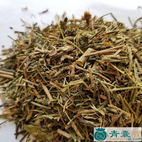 鱼胆草的性状性味归经以及功效用法-青囊智