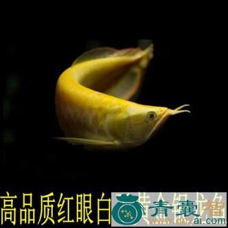 鱼背子花的性味归经以及功效用法和注意事项-青囊智