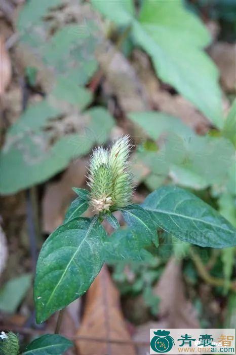 鳞花草的性味归经以及功效用法-青囊智