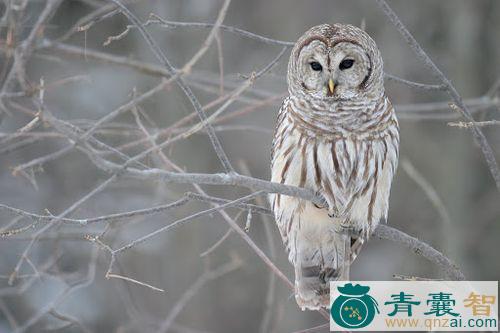 鸱鸮的性味归经以及功效用法和注意事项-青囊智