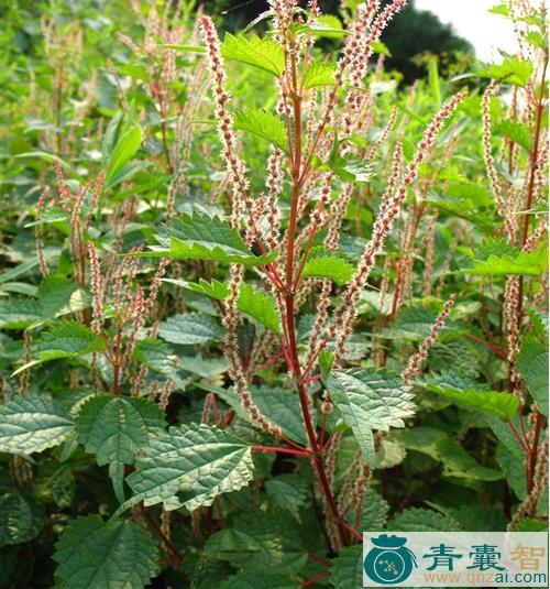 麦麸草根的性味归经以及功效用法-青囊智