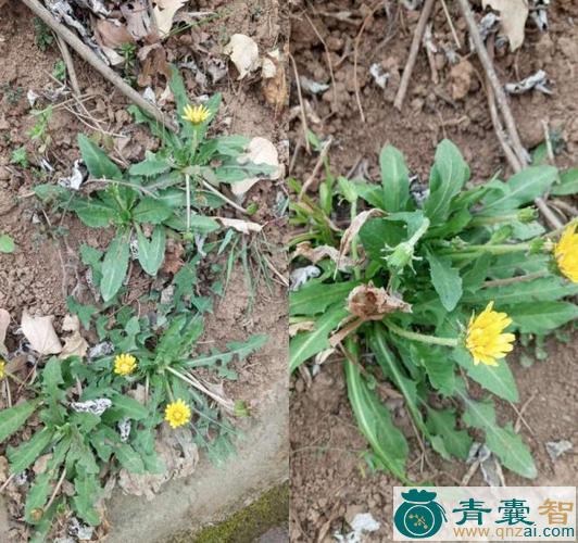 黄背草苗的性味归经以及功效用法-青囊智