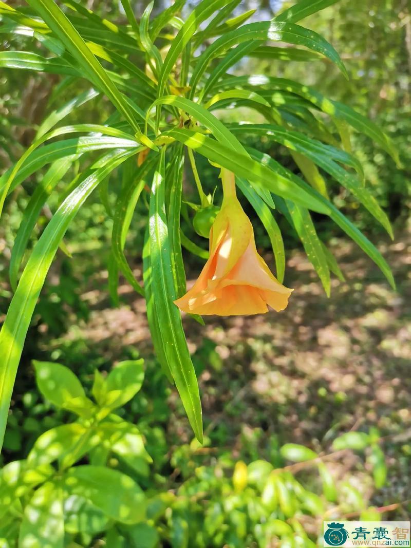 黄花夹竹桃的性状性味归经以及功效用法和注意事项-青囊智