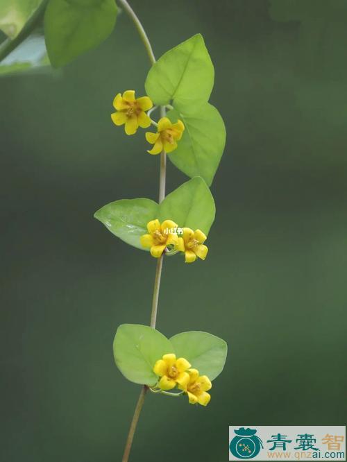 黄花过路草的性状性味归经以及功效用法和注意事项-青囊智