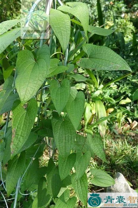 黑珠芽薯蓣的性味归经以及功效用法-青囊智