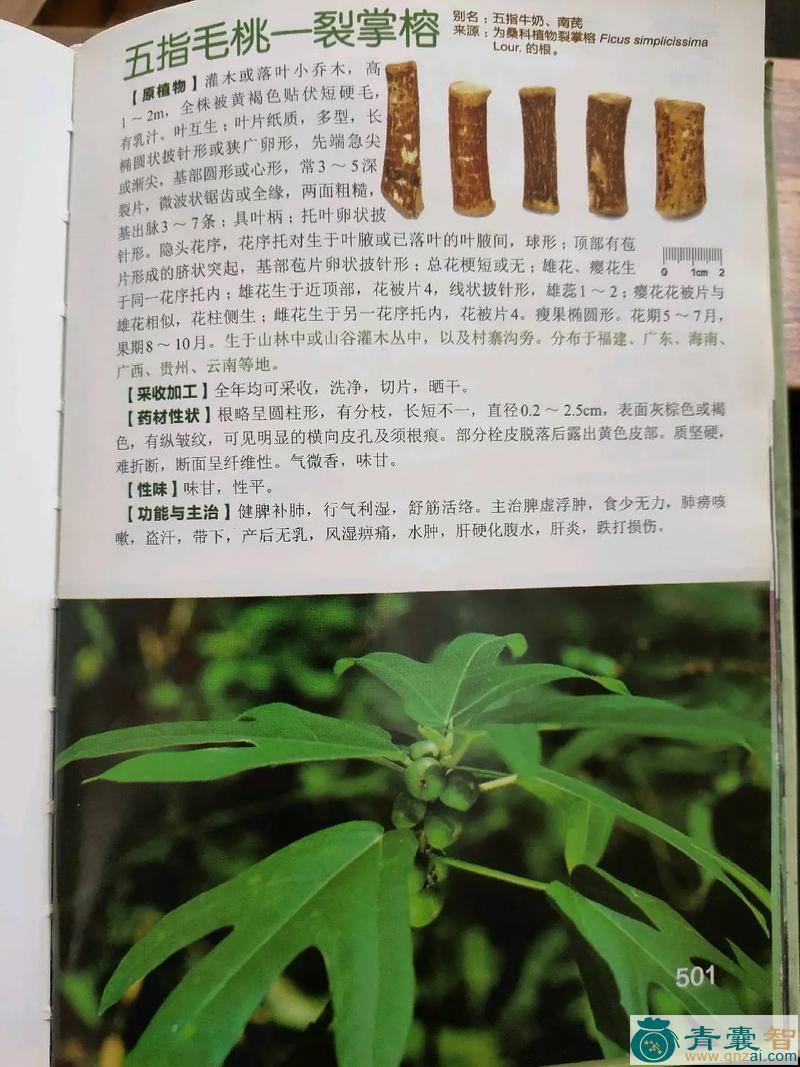 鼠皮黄的性状性味归经以及功效用法-青囊智